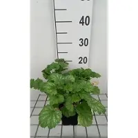 GRDplanten 6 x Heuchera sang. 'White Cloud' - Purpurglöckchen - Topf 9 x 9 cm