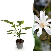 Green Boutiq GreenboutiQ - Gartenpflanze - Magnolia stellata - Blüte Weiß - 1 Pflanze - Laubabwerfend - Pflegeleicht - Topf 12cm Höhe 30cm