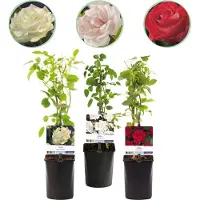 Green Boutiq GreenboutiQ - Kletterrose - Rosa Tricolour - Blumen Rosa Weiß Rot - Geringer Pflegeaufwand - 3 Pflanzen - Topf 11cm Höhe 40cm