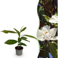 Green Boutiq GreenboutiQ - Gartenpflanze - Magnolia grandiflora - Blüte Weiß - 1 Pflanze - Immergrün - Wenig Pflege - Topf 12cm Höhe 30cm
