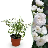 Green Boutiq - Gartenrose - Rosa White Fairy - Rose - Winterhart - Weiß - 1 Pflanze - Topf 12cm - Höhe 20-25cm
