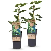 Green Boutiq - Obstpflanze - Actinidia arguta Issai - Kiwi-Pflanze - Selbstbestäubend - Grüne Frucht - 2 Pflanzen - Topf 15cm - Höhe 50cm
