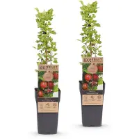 Green Boutiq - Obstpflanze - Ribes uva-crispa Hinnonmäki Röd - Stachelbeere - Winterhart - Rote Johannisbeere - 2 Pflanzen - Topf 15cm - Höhe 50cm