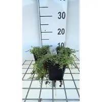 GRDplanten 6 x Thymus praecox 'Pink Chinz' - Thymian - Topf 9 x 9 cm
