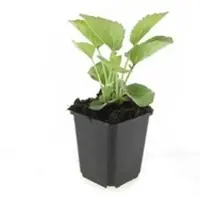 Exotenherz Zierstaude Sonnenhut Echinacea Purpurea Magnus 9cm Topf Set mit 60 Pflanzen