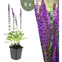 Frank GmbH Plants by Frank | 6 Salbei Pflanzen | Salvia Nemorosa 'Ostfriesland' | Bodendecker | Winterhart | Gartenpflanzen