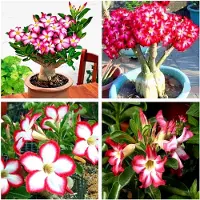 Markenlos Bonsai Samen - Wstenrose seltene rosa Wüstenrose Samen, Bonsai Tree Plant Decor(5PCS)