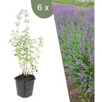 Frank GmbH Plants by Frank | 6 Katzenminze Pflanzen | Nepeta 'Walker's Low' | Bodendecker | Winterhart | Mehrjährig | Gartenpflanzen