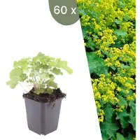 Frank GmbH Plants by Frank | 60 Frauenmantel Pflanzen | Alchemilla Mollis | Bodendecker | Winterhart | Mehrjährig | Gartenpflanzen
