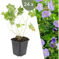 Frank GmbH Plants by Frank | 24 Storchschnabel Pflanzen | Geranium 'Rozanne' | Bodendecker | Winterhart | Mehrjährig | Gartenpflanzen