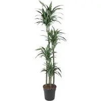 Pflanzen für Dich Drachenbaum Dracaena Ulises - 180 cm Höhe, 27 cm Topf
