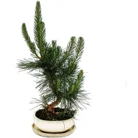 Exotenherz Bonsai – Pinus thunbergii – Japanische Schwarzkiefer – ca. 19 Jahre alt