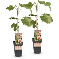 Green Boutiq - Obstbaum - Ficus carica Brown Turkey - Feigenbaum - Winterhart - Grün - Violette Frucht - 2 Pflanzen - Topf 15cm - Höhe 50cm