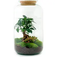 Oasis of Life Flaschengarten Sven Bonsai DIY Bausatz Terrarium Set 43cm Zimmerpflanze Do It