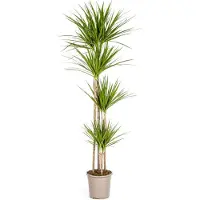 Oasis of Life Drachenbaum Dracaena Marginata Green Große Zimmerpflanze Ø27cm 170-190cm Deko
