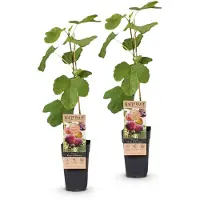 Green Boutiq - Obstbaum - Ficus carica Rouge de Bordeaux - Feigenbaum - Winterhart - Lila Frucht - 2 Pflanzen - Topf 15cm - Höhe 50cm