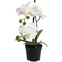Butlers Orchidee im Topf FLORISTA in Weiß | Gr.: onesize
