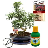 Exotenherz Bonsai Szechuan-Pfeffer Zanthoxylum ca. 10 Jahre 25cm Schale Geschenk-Set mit Schere und Dünger