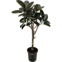 Oasis of Life Ficus elastica Burgundy Großpflanze dunkelroten Blättern 180cm immergrün Deko