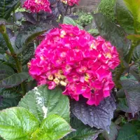 Arborix Hortensie 'Merveille Sanguine' Hydrangea macrophylla 25 bis 30 cm im Container Kugelige Blüten