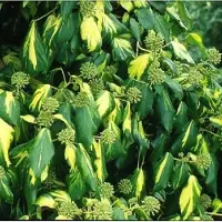 Arborix Kaukasischer Efeu 'Sulphur Heart' Hedera colchica 50 bis 60 cm im Container Dekoratives Laub