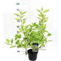 Arborix Hartriegel 'Gouchaultii' Cornus alba 60 bis 80 cm im Container Gelbgrün Panaschiert