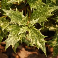 Arborix Duftblüte 'Goshiki' Osmanthus heterophyllus 20 bis 25 cm im Container Buntlaubig