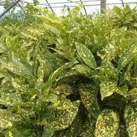 Arborix Aukube 'Crotonifolia' Aucuba japonica 30 bis 40 cm im Container Immergrün
