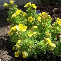 Arborix Fingerstrauch 'Kobold' Potentilla fruticosa 25 bis 30 cm im Container Kompakt Wachsend