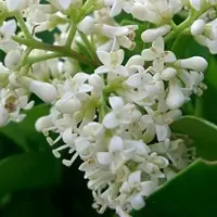 Arborix Japanischer Liguster Ligustrum japonicum 60 bis 80 cm im Container Immergrün