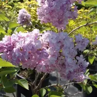 Arborix Edelflieder 'Katherine Havemeyer' Syringa vulgaris 40 bis 60 cm im Container Duftende Blüten