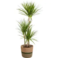 Oasis of Life Dracaena Marginata Green inkl. Naturkorb 110-130cm Ø21cm Zimmerpflanze Deko