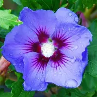 Arborix Garteneibisch 'Oiseau Bleu' Hibiscus syriacus 40 bis 60 cm im Container Blüht am Neuen Holz