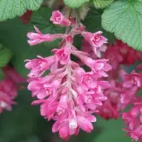 Arborix Blut-Johannisbeere 'King Edward VII' Ribes sanguineum 50 bis 60 cm im Container Rote Blüten