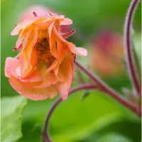 Arborix 6x Nelkenwurz 'Smokey Peach' Geum Topf 9 cm Apricotfarbene Blüten