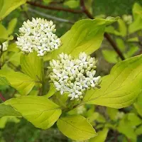 Arborix Hartriegel 'Aurea' Cornus alba 60 bis 80 cm im Container Gelbes Laub