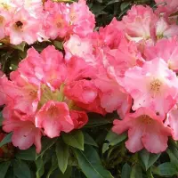 Arborix Rhododendron 'Surrey Heath' 25 bis 30 cm im Container Für Sauren Boden