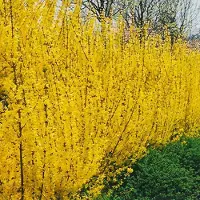 Arborix Forsythie 'Lynwood' Forsythia × intermedia 50 bis 60 cm im Container Frühblühend