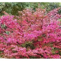Arborix Spindelstrauch 'Red Cascade' Euonymus europaeus 50 bis 60 cm im Container Herbstfärbung