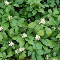 Arborix 6 x Dickmännchen 'Green Sheen' Pachysandra terminalis Topf 9cm Immergrün