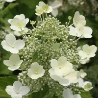 Arborix Rispenhortensie 'Tardiva' Hydrangea paniculata 40 bis 50 cm im Container Herbstblüher