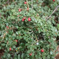 Arborix 6 x Teppichmispel 'Skogholm' Cotoneaster suecicus Topf 9cm Immergrün