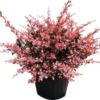 Arborix Berberitze 'Rose Glow' Berberis thunbergii 30 bis 40 cm im Container Zierstrauch