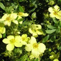 Arborix Fingerstrauch 'Maanelys' Potentilla fruticosa 25 bis 30 cm im Container Hellgelbe Blüten