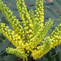 Arborix Mahonie 'Winter Sun' Mahonia × media 30 bis 50 cm im Container Gelbe Blüten
