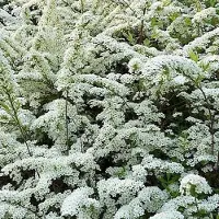 Arborix Brautspiere Spiraea arguta 40 bis 60 cm im Container Reichblühend