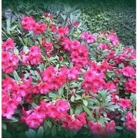 Arborix Rhododendron 'Elizabeth' 20 bis 30 cm im Container Für Sauren Boden