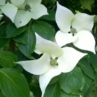 Arborix Japanischer Hartriegel 'China Girl' Cornus kousa 50 bis 60 cm im Container Herbstfärbung