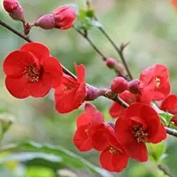 Arborix Zierquitte 'Fire Dance' Chaenomeles superba 30 bis 40 cm im Container Fruchttragend