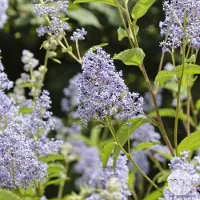 Arborix Säckelblume 'Gloire de Versailles' Ceanothus 40 bis 50 cm im Container Reichblühend